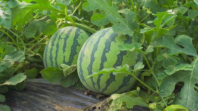 越南吃山头瓜视频,独特风味，探寻越南乡村美食之旅