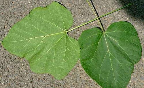 叶叶眼镜吃瓜,揭秘眼镜界的“吃瓜”风云