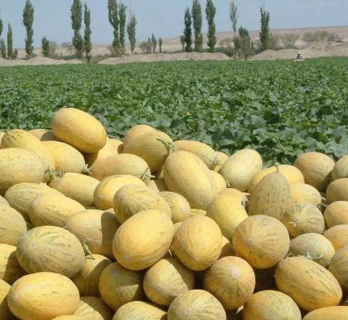 吃哈密瓜很烂,一场甜蜜的口感冒险