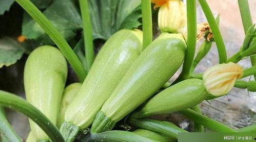 什么葫芦瓜吃不得