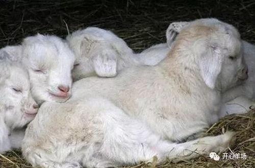 羊羔可以吃瓜不