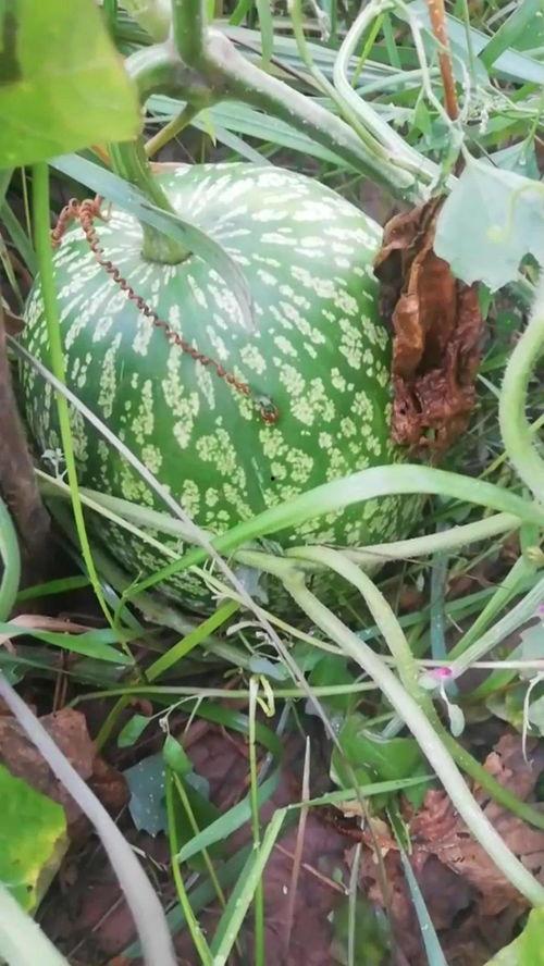 看瓜吃瓜不种瓜,不种瓜的智慧生活指南