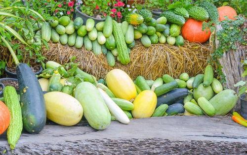 夏季吃三瓜都哪三瓜,西瓜、黄瓜、苦瓜，清凉一夏尽享美味与健康