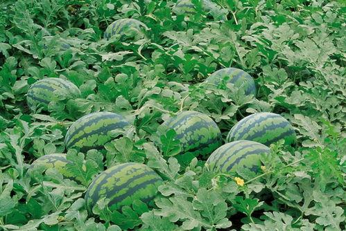 球场吃瓜视频大全,吃瓜视频大全精彩瞬间回顾