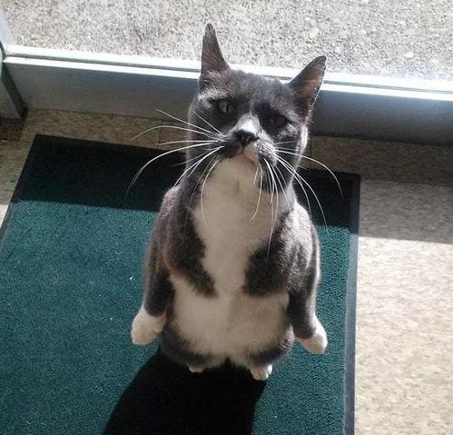 吃瓜看戏猫咪吃瓜,趣味横生一幕上演