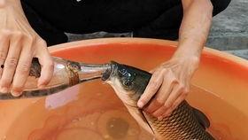 半路吃瓜温晴,温晴的意外人生旅程