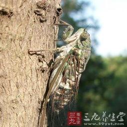 知了拍电影吃瓜,一场吃瓜群众的观影盛宴