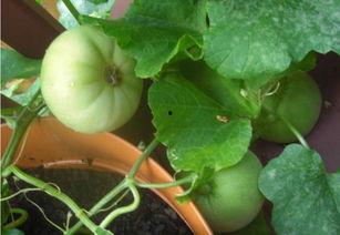 回忆吃瓜,一场味蕾的怀旧之旅