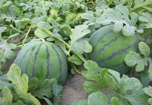 外婆在田间吃瓜,回味无穷的夏日时光