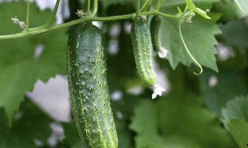 吃瓜王瓜,网络红人的崛起与影响力