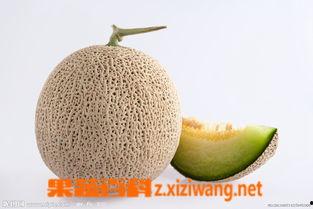 孕妇可以吃日式蜜瓜吗吗,孕妇适量食用日式蜜瓜的安全性探讨