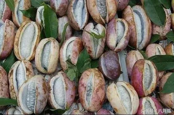 八月瓜与羊肉能一起吃吗,营养互补的美食探索