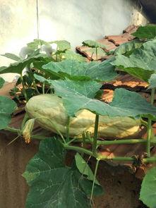 树叶吃瓜,瓜果间的绿色传奇