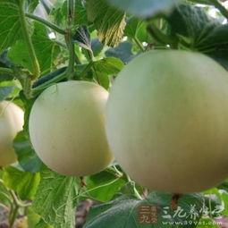 吃生的瓜喉咙痒,吃生瓜喉咙痒的奇妙感受