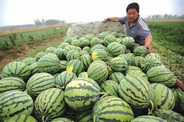 青岛吃瓜地点,青岛特色吃瓜胜地大盘点
