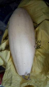 山西运城大白瓜怎么吃,山西运城大白瓜的多样食法探索