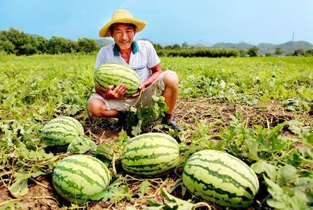 路边干仗吃瓜视频大全