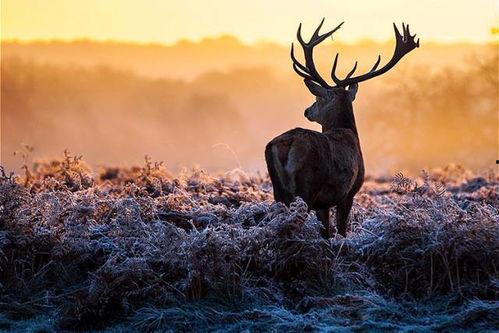 吃瓜少女麋鹿视频