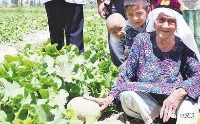 网络吃瓜园,揭秘网络舆论场的狂欢与反思