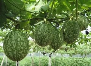 日本怎么吃吊瓜,吊瓜的独特食用之道