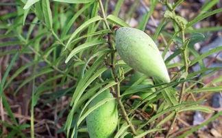 儿时吃瓜情景,那些年的快乐吃瓜时光