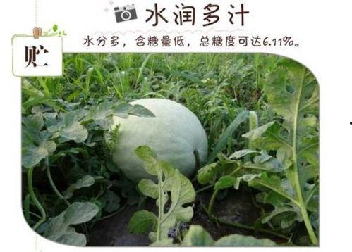 下午吃三白瓜好吗,健康美味两不误