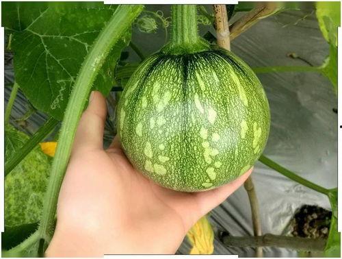 小琉球吃瓜,揭秘热带岛屿的悠闲生活