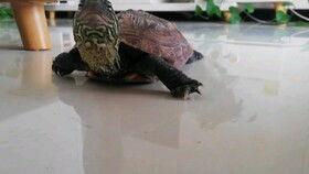 带你吃瓜带你装乌龟,揭秘娱乐圈的另类趣味