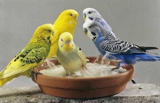 小鸟吃马泡瓜,自然界的和谐交响曲